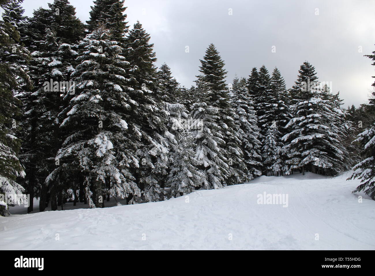 Trees at Uludag National Park, winter, Bursa, Turkey Stock Photo