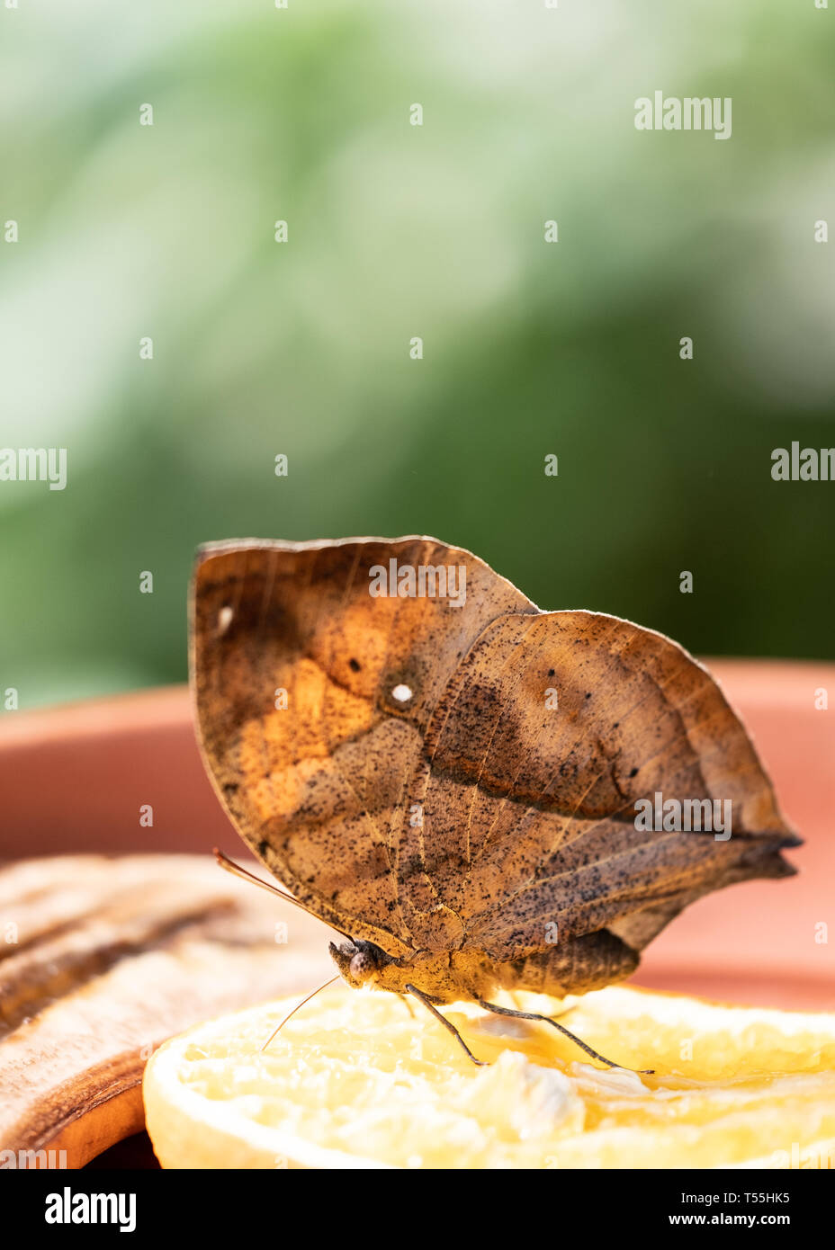 'Dead Leaf' butterfly feeding on fruit in the Butterfly House at
