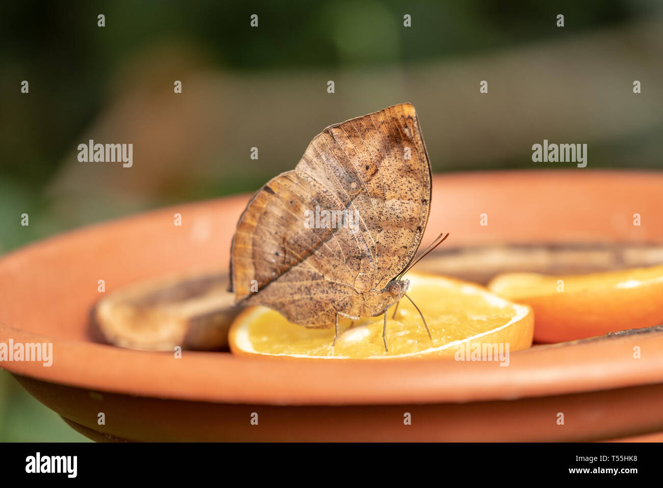 'Dead Leaf' butterfly feeding on fruit in the Butterfly House at