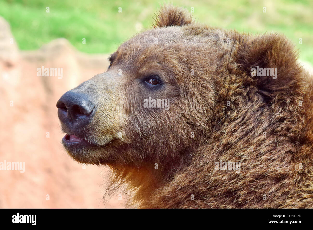 Brown Bear Ursus Arctos Beringianus Head Closeup Portrait Stock Photo