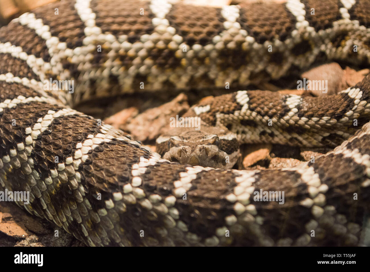 Arizona Black Rattlesnake, Crotalus oreganus cerberus Stock Photo - Alamy
