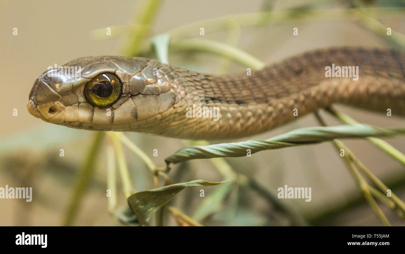 Boomslang Snake High Resolution Stock Photography and Images - Alamy