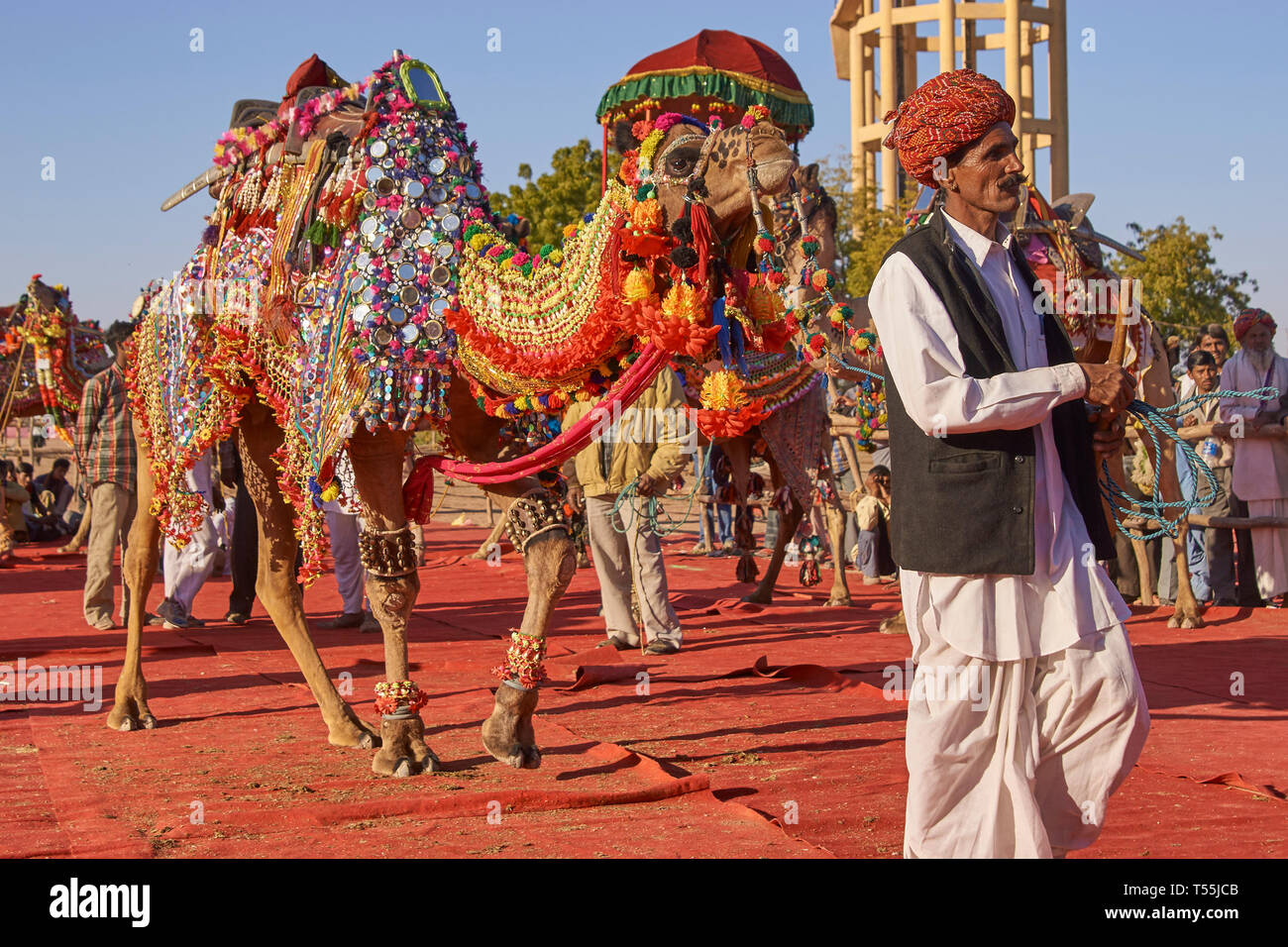 Decorated Camel At The Annual Livestock Festival In Nagaur