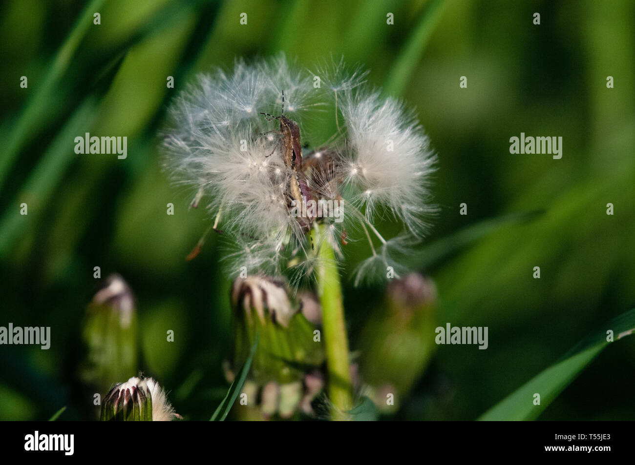 Insect eating a dandelion Stock Photo Alamy