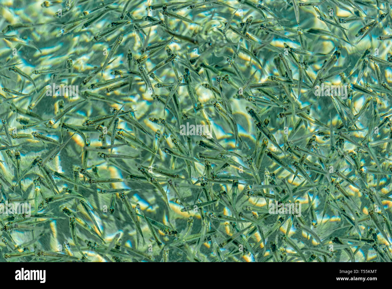 School of small fish in crystal clear, greenish and shallow sea with sandy bottom Stock Photo