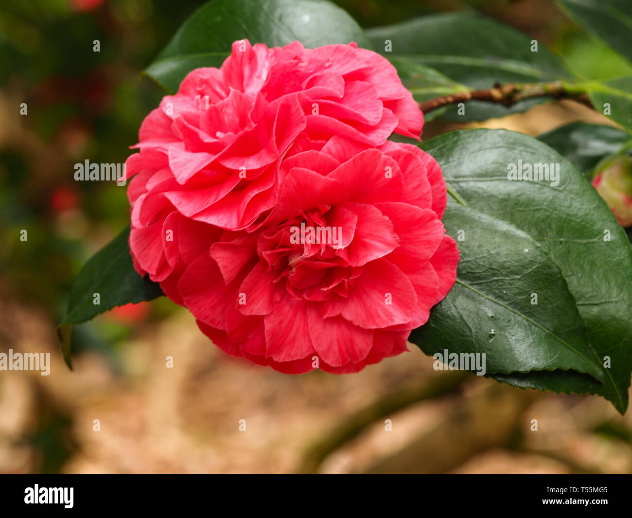 Two beautiful red Camellia flowers on a bush in spring Stock Photo