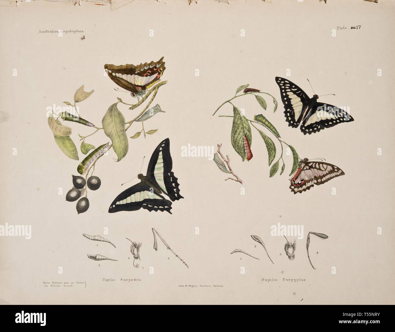 Beautiful Vintage Hand Drawn Illustrations Of Butterflies And Moths From Old Book It Can Be Used As Poster Or Decorative Element For Interior Design Stock Photo Alamy