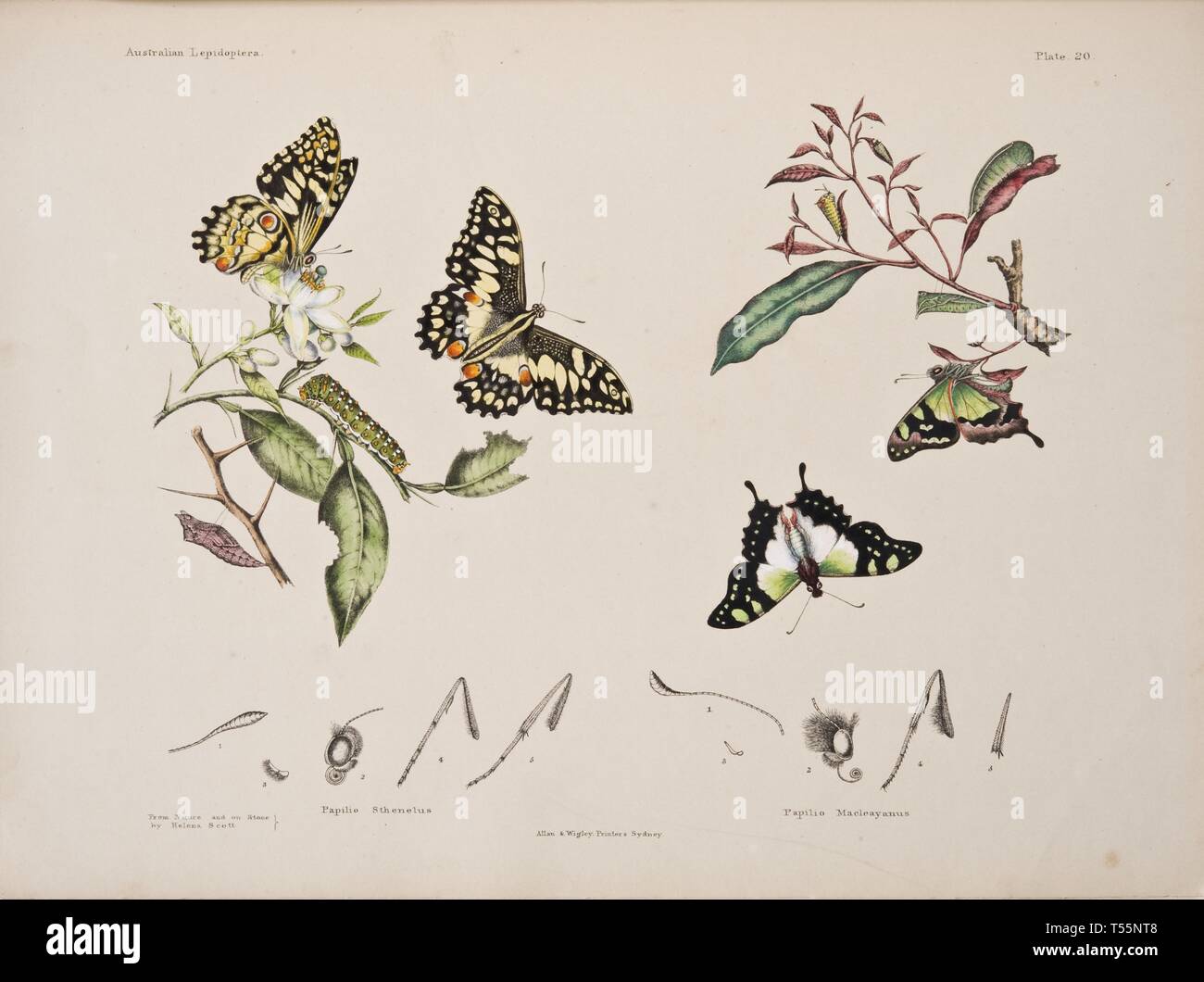 Beautiful vintage hand drawn illustrations of butterflies and moths ...