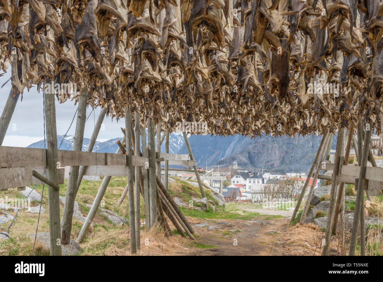 Henningsvaer Lighthouse viewed from drying cod racks Stock Photo - Alamy