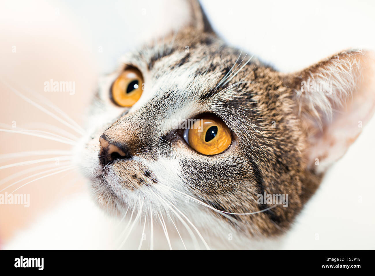 Surprised cat muzzle with yellow eyes looks up. Close-up, selective focus, white-gray mongrel cat Stock Photo