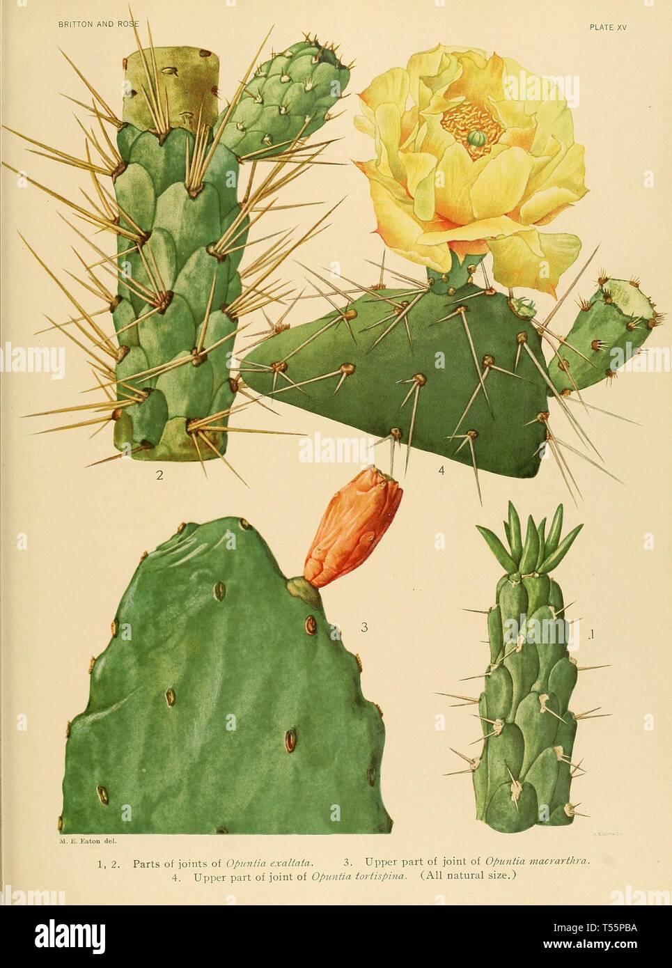 Beautiful Vintage Hand Drawn Illustrations Of Exotic Cactus From
