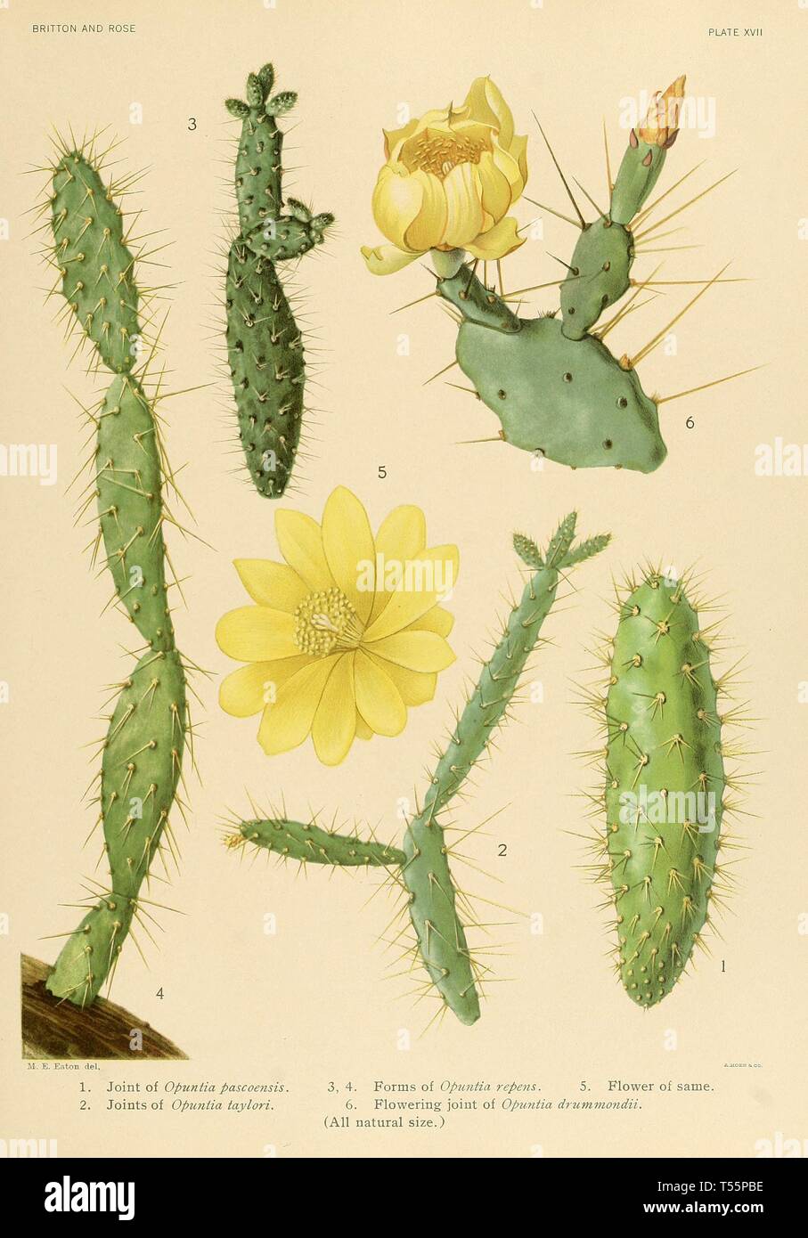 Beautiful Vintage Hand Drawn Illustrations Of Exotic Cactus From