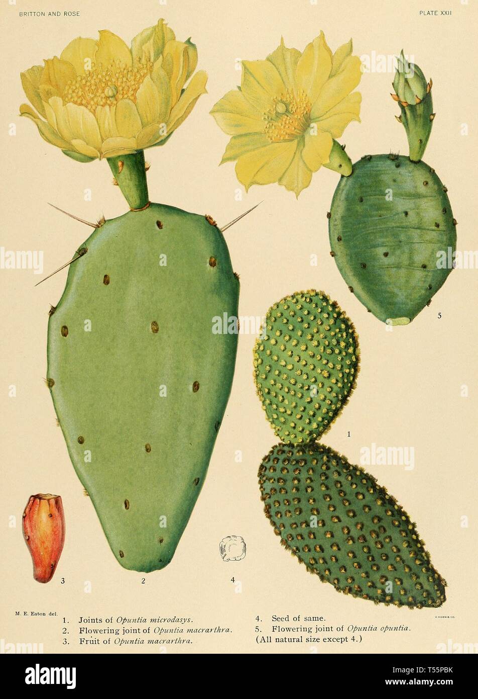 Beautiful Vintage Hand Drawn Illustrations Of Exotic Cactus From