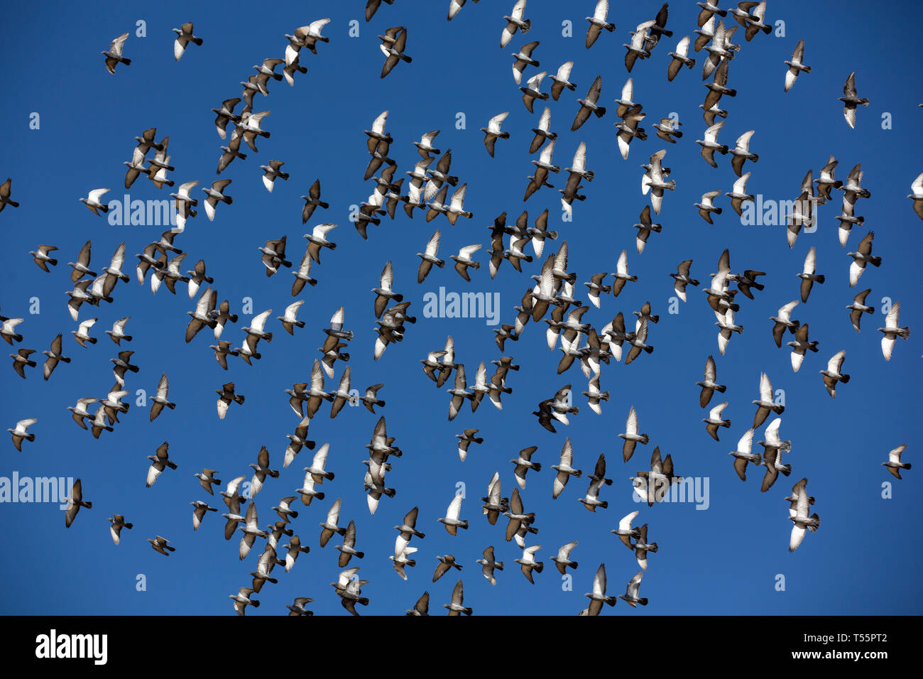birds flying against a bright blue sky Stock Photo - Alamy