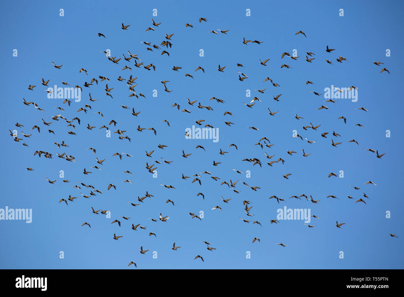 birds flying against a bright blue sky Stock Photo - Alamy