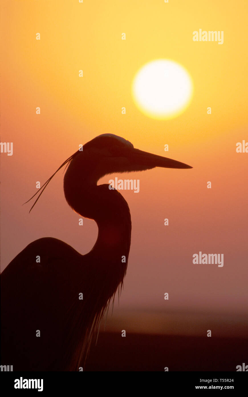 Florida Amelia Island Plantation great blue heron,bird,crane,class aves,avian,sunset,nature,natural,scenery,countryside,scenic,nature,natural,scenery, Stock Photo