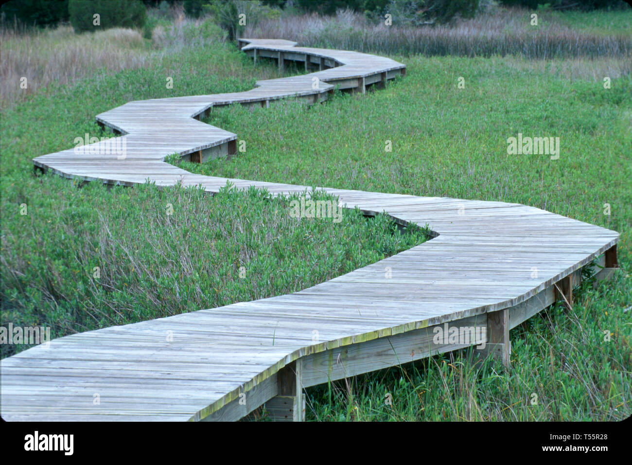 Florida Amelia Island Plantation raised boardwalk over coastal marsh