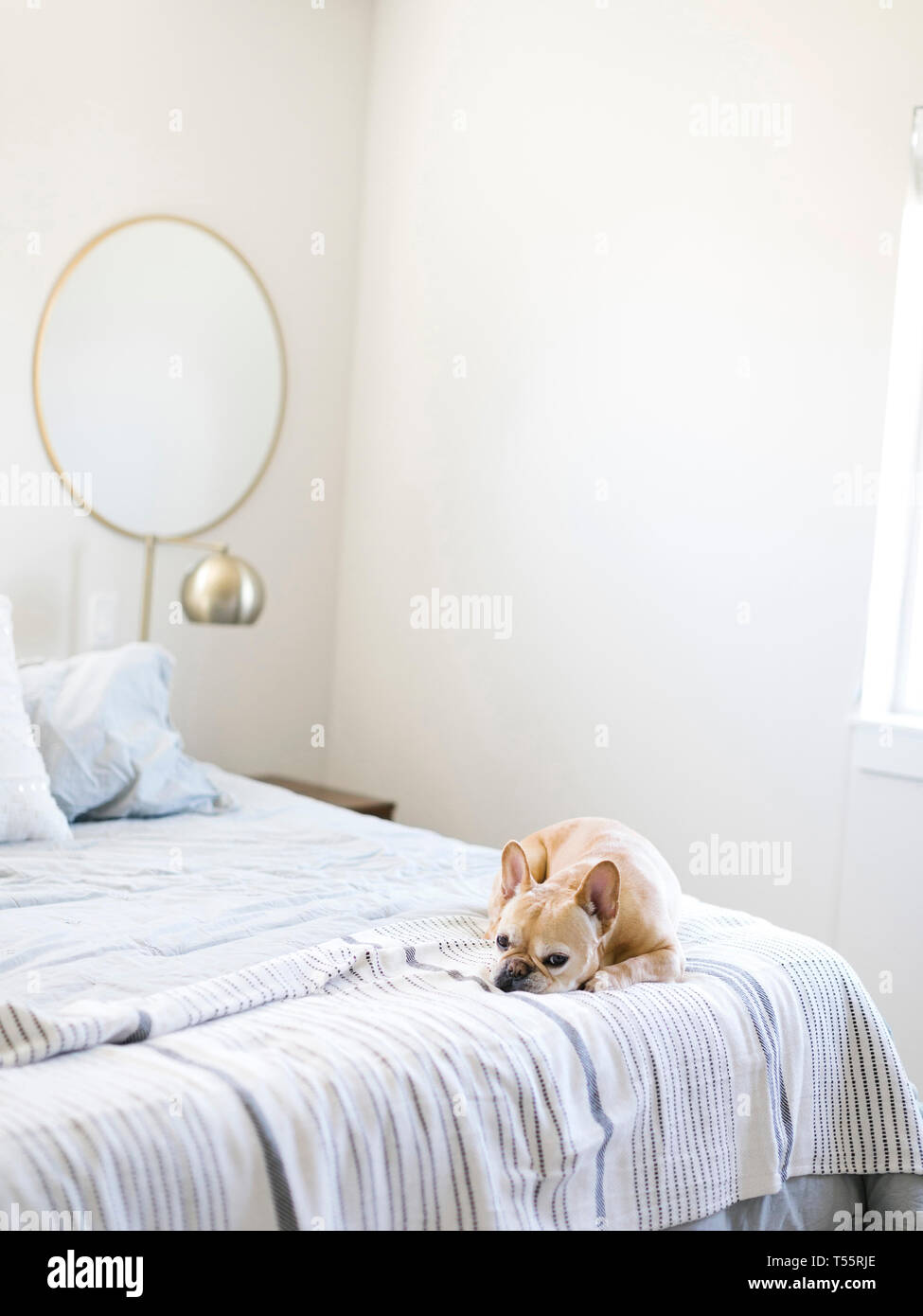 Dog lying on bed Stock Photo