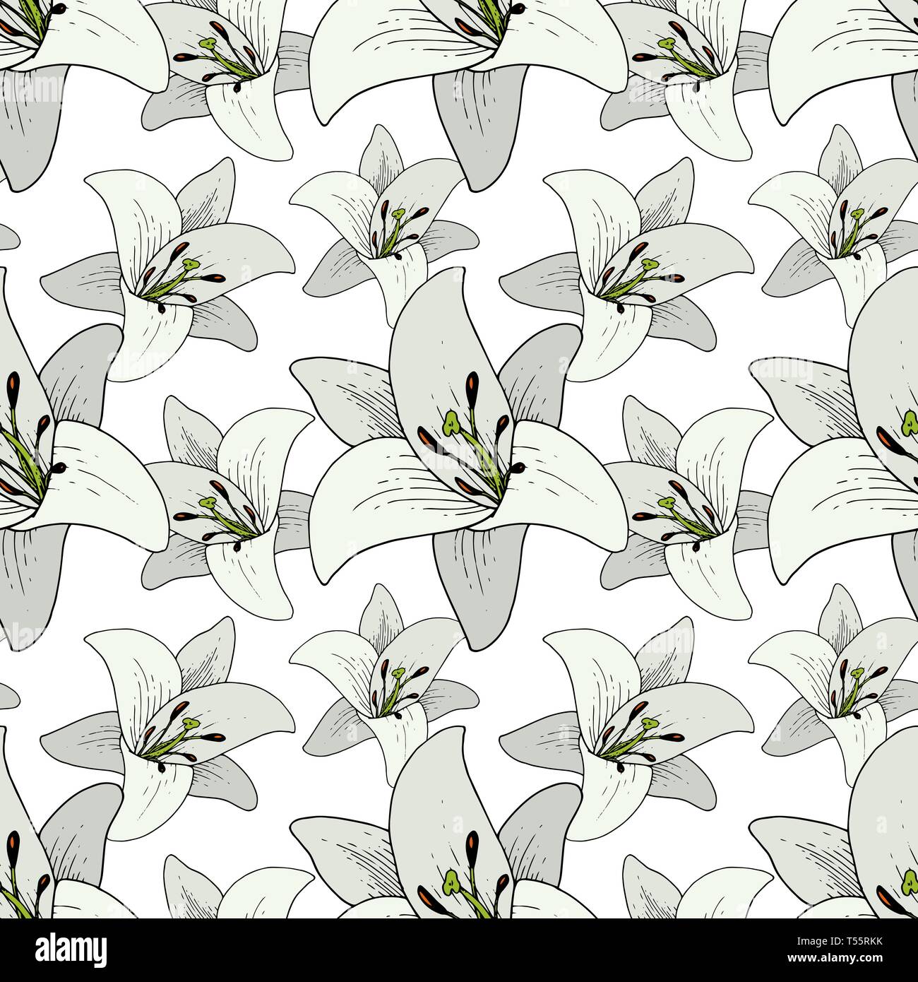 Vector Lily Floral botanical flower. Black and white engraved ink art ...