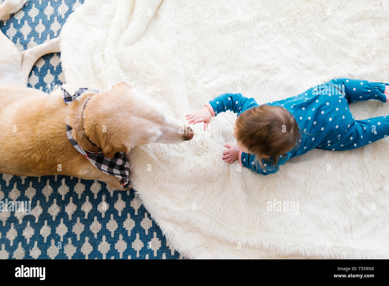 View directly above dog and baby girl Stock Photo