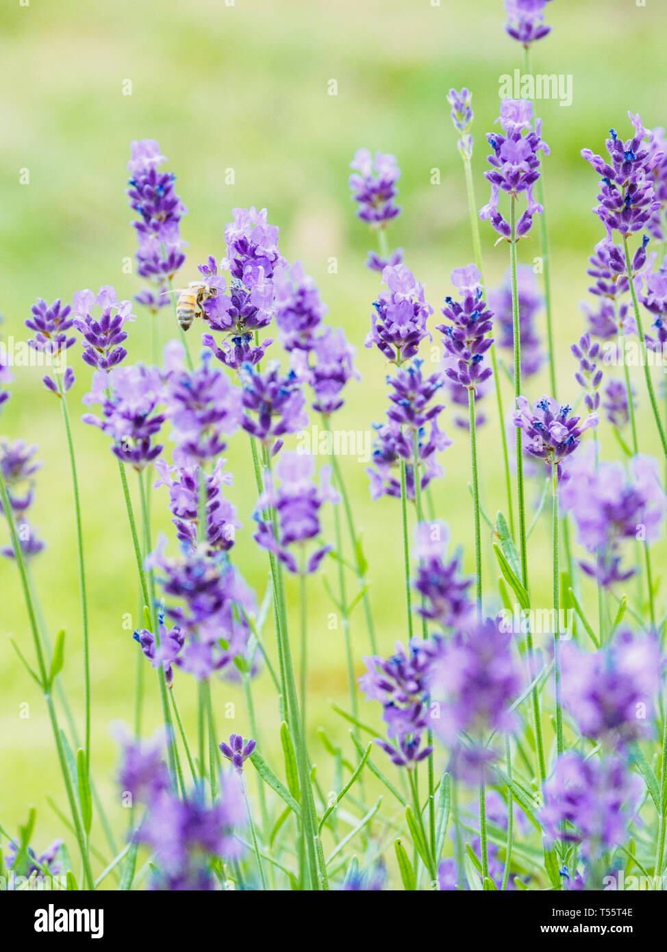 Bee on lavender Stock Photo