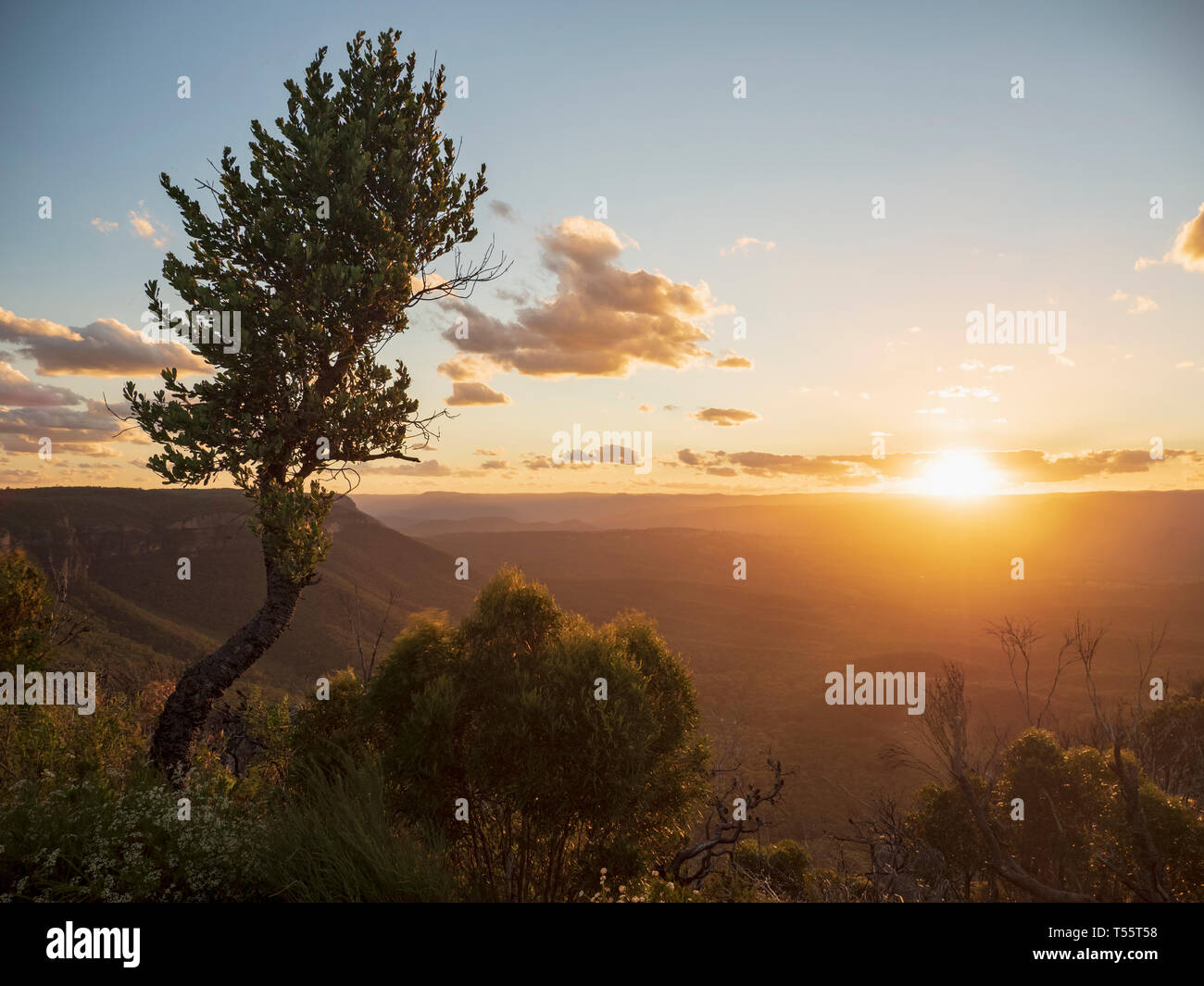 Tree on mountain at sunset in Blue Mountains National Park, Australia Stock Photo