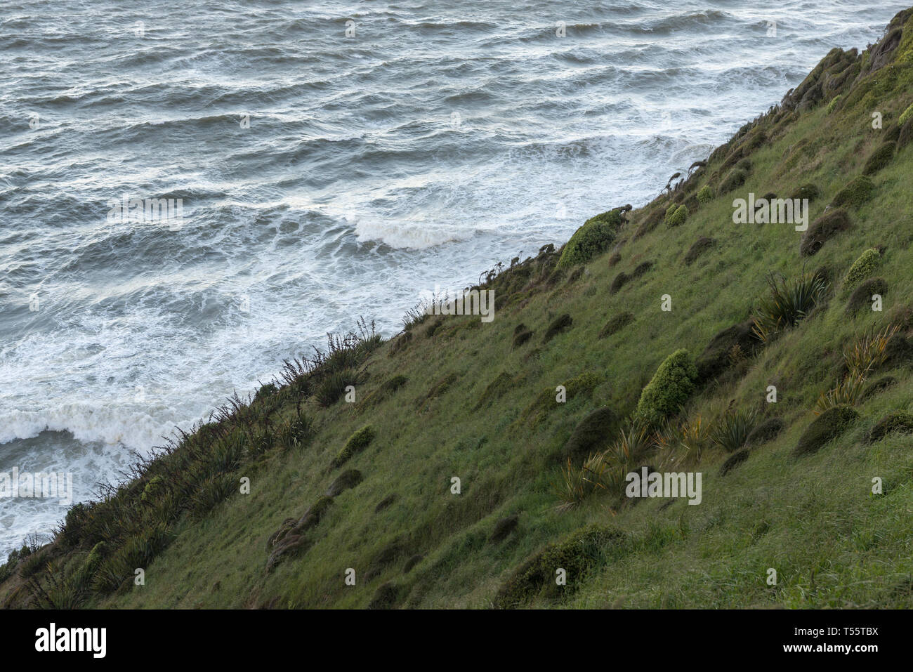 Grassy hill by sea on Nugget Point in Otago, New Zealand Stock Photo