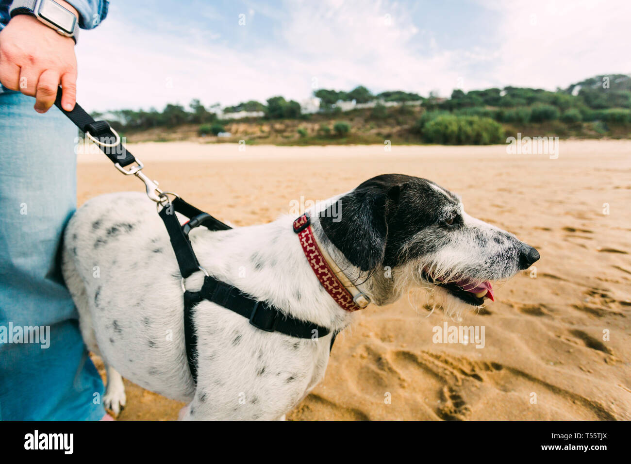 Woman walking her dog on beach Stock Photo