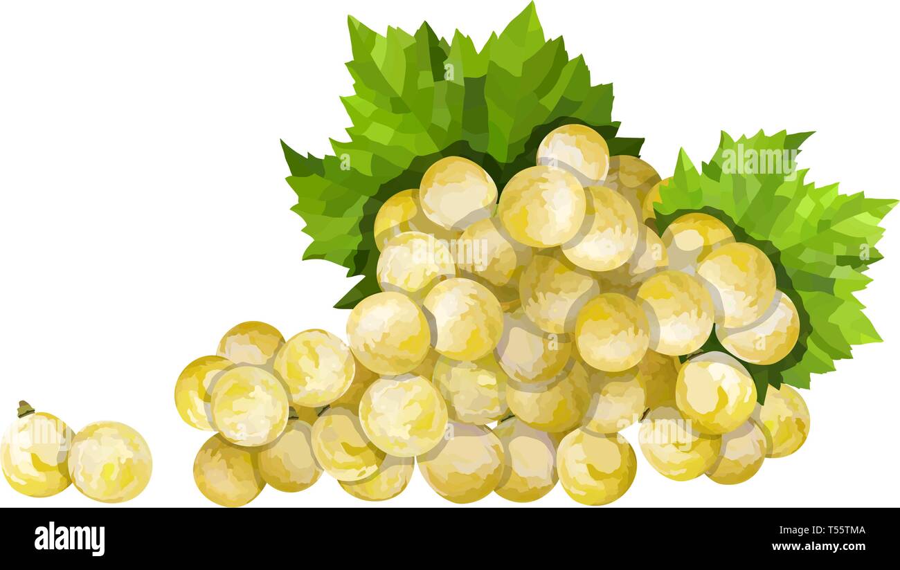 Ripe green grape. Green bunch with leaves vector illustration Stock ...