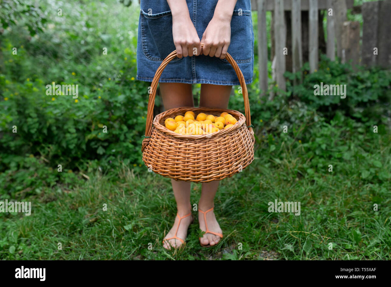 Woman holding basket of apricots Stock Photo