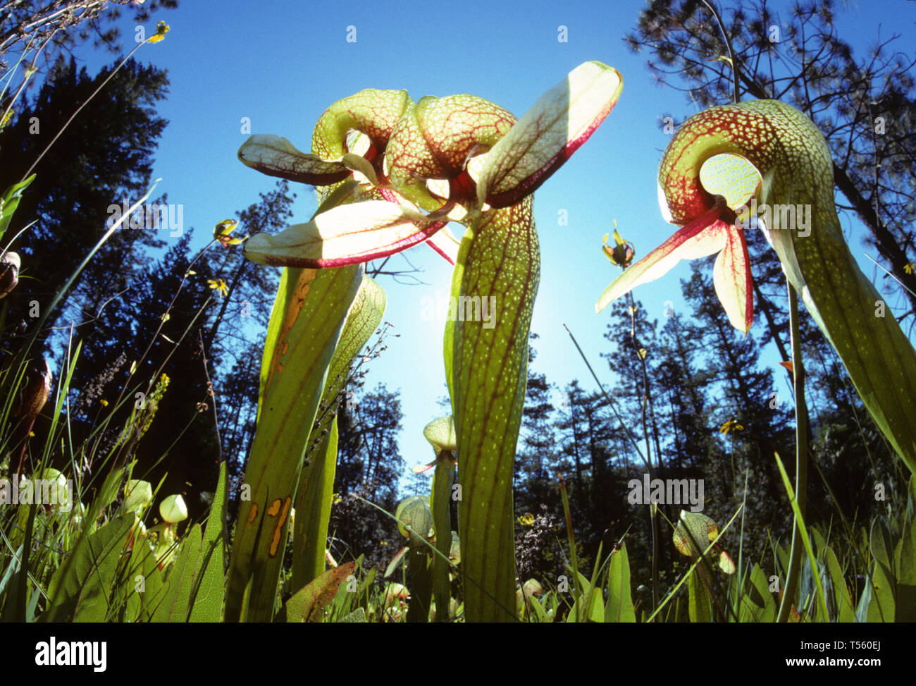 Cobra plant, Darlingtonia californica Stock Photo