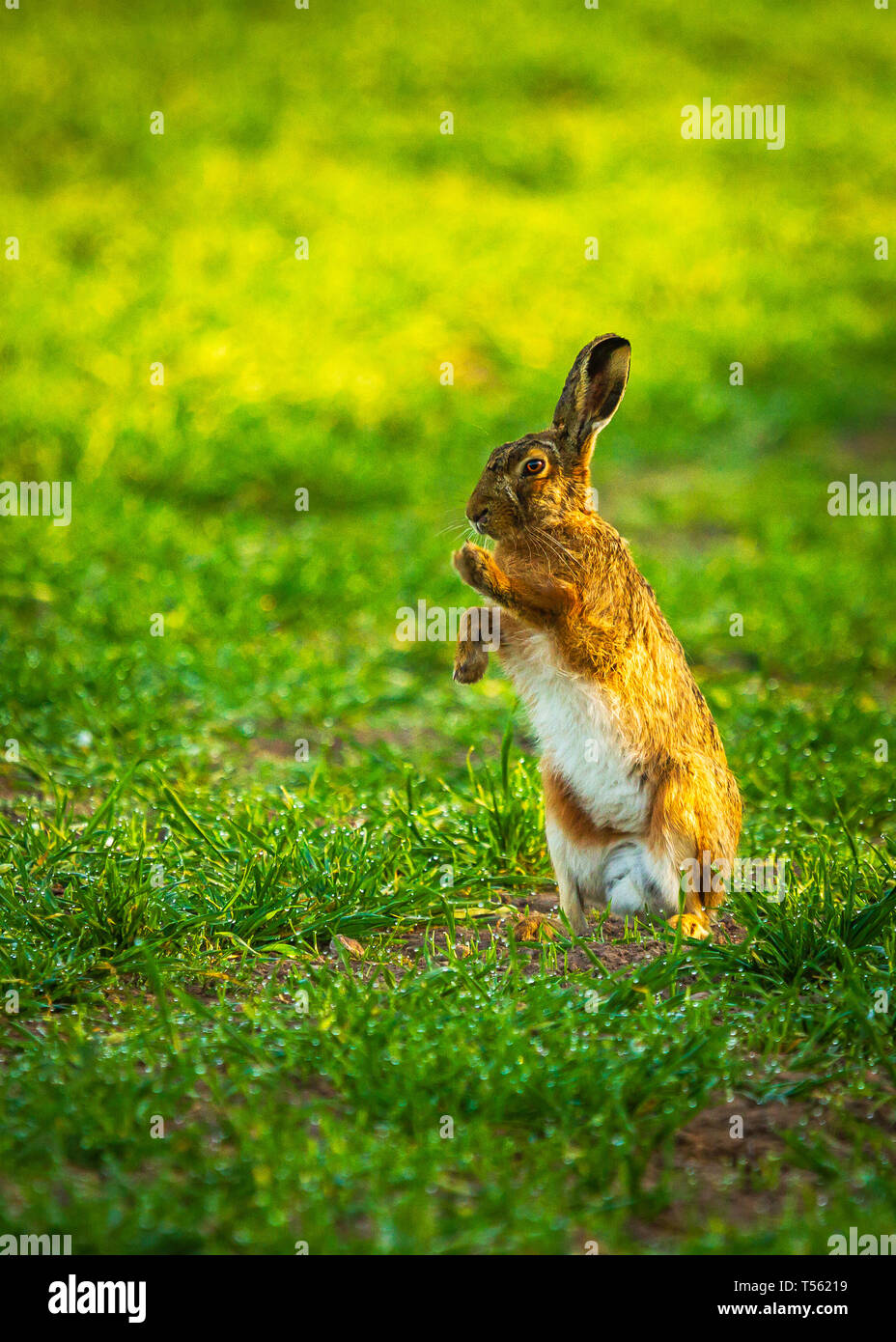 Spring Brown Hare April 2019 Stock Photo Alamy