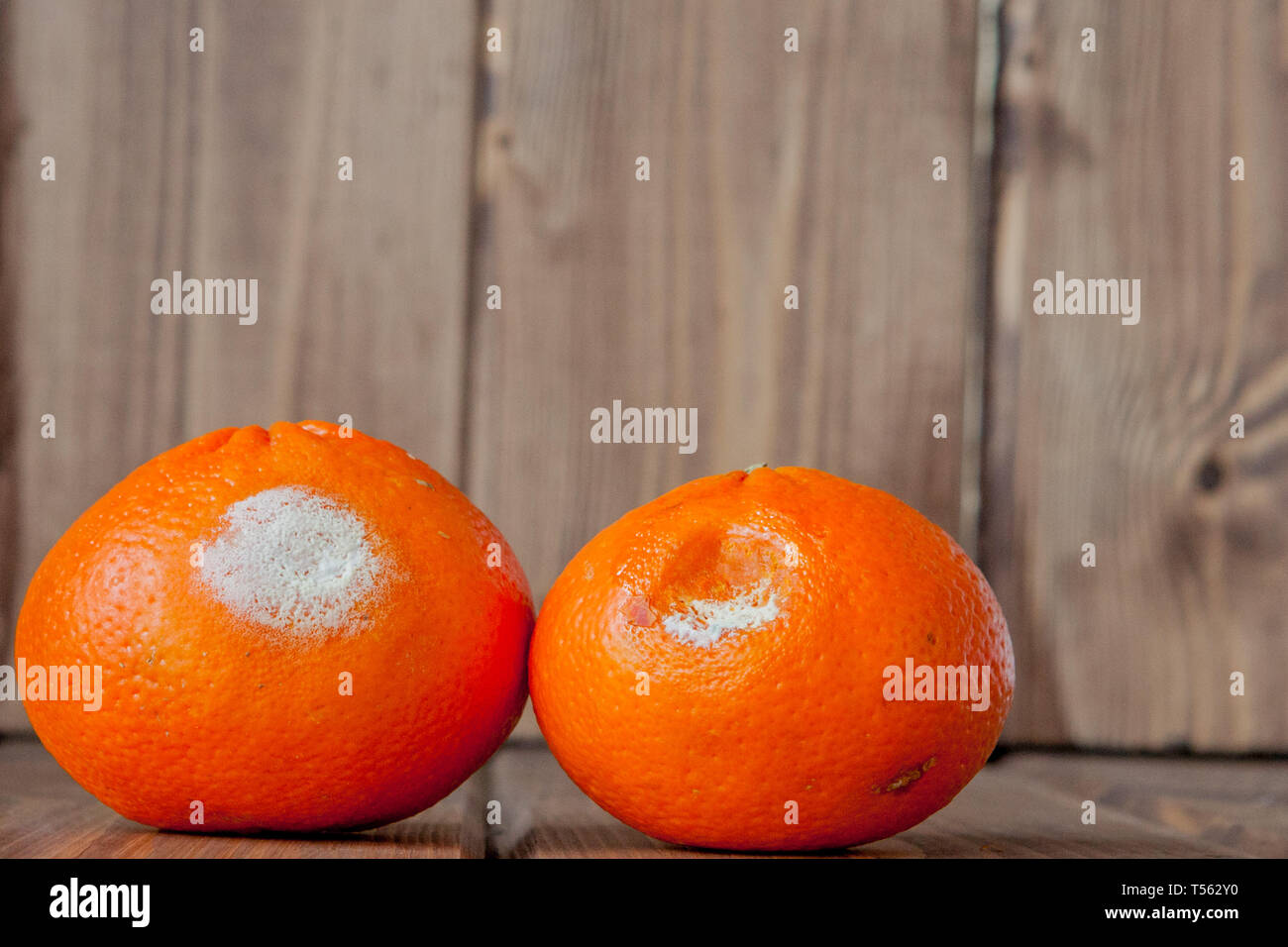 Rotten moldy oranges, tangerines on wooden background. A photo of the