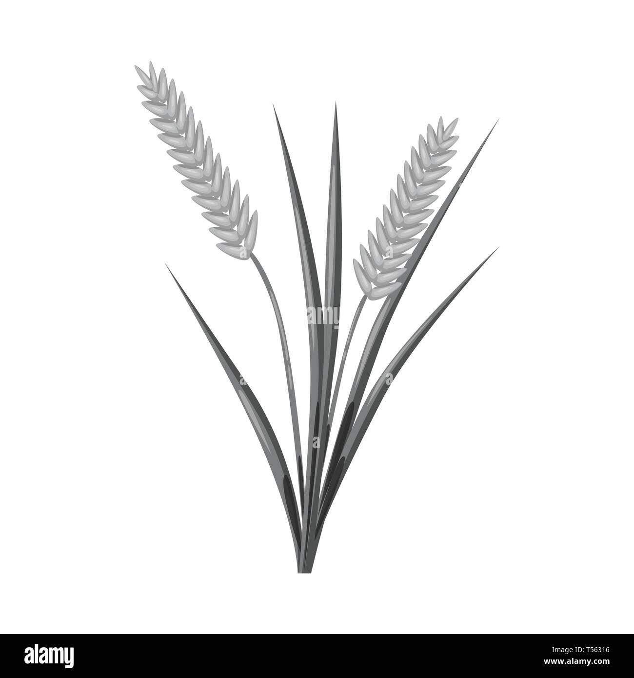 panicle,harvest,farm,growth,field,land,food,organic,raw,agricultural ...