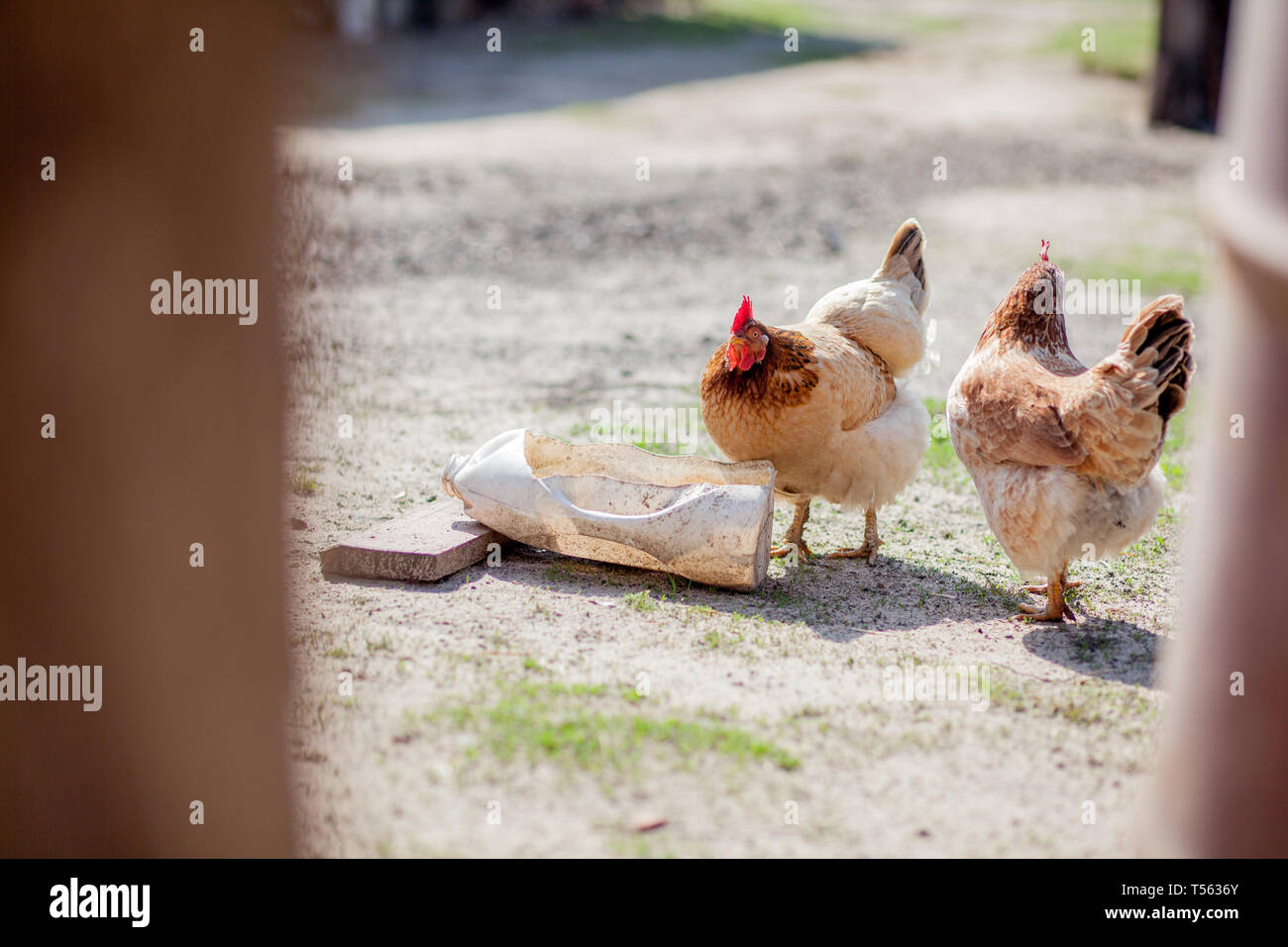 Two chickens drink water from the bowl Stock Photo Alamy