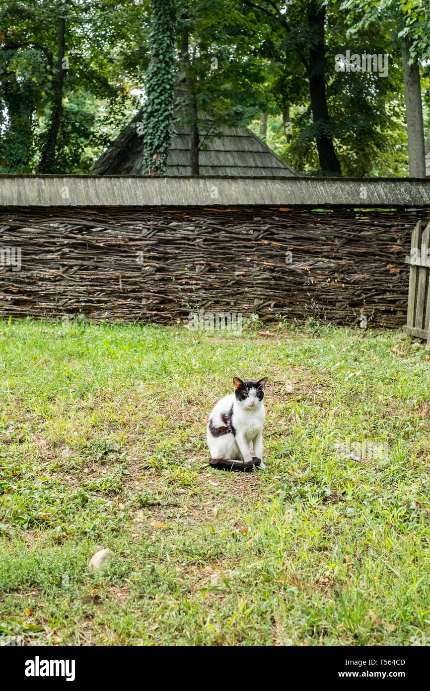 a cat in the yard of the country house Stock Photo