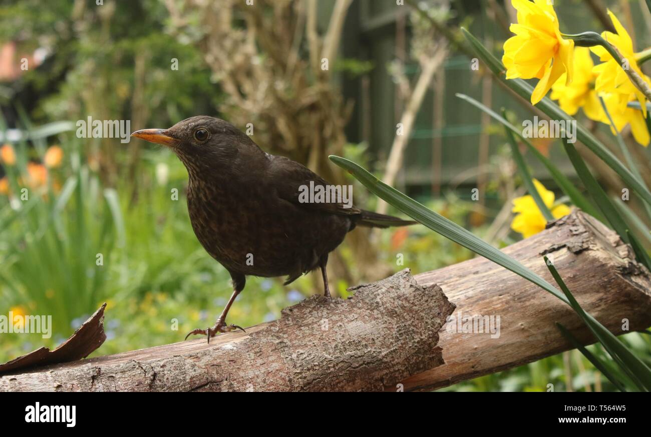 Female Blackbird (Turdus Merula) perched on branch among spring flowers in an English Garden. April 2019, Midlands, UK Stock Photo