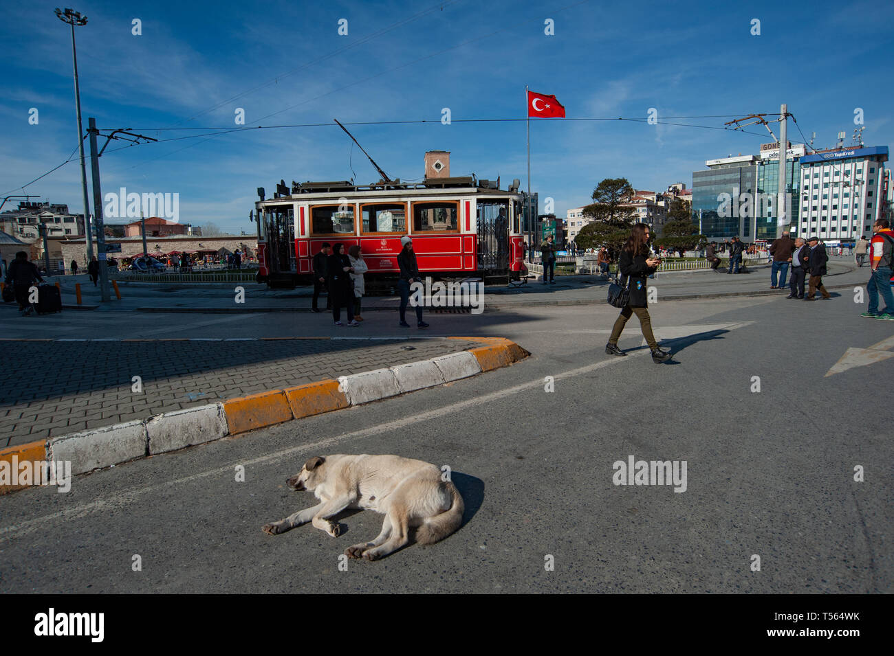 The Fat and Lazy Street Dogs of Istanbul, Turkey Stock Photo