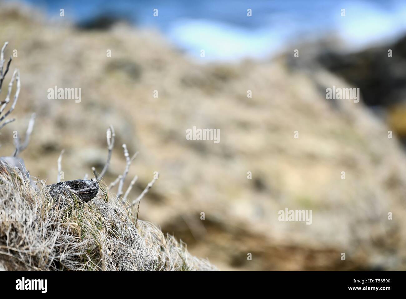 Iguana found in St. Croix, United States Virgin Islands Stock Photo