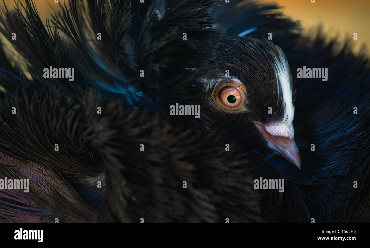 Close-up portrait of a Jacobin pigeon Stock Photo