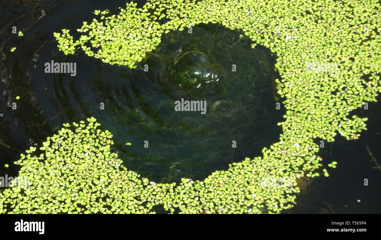 Pond bubbles with ripples Stock Photo Alamy