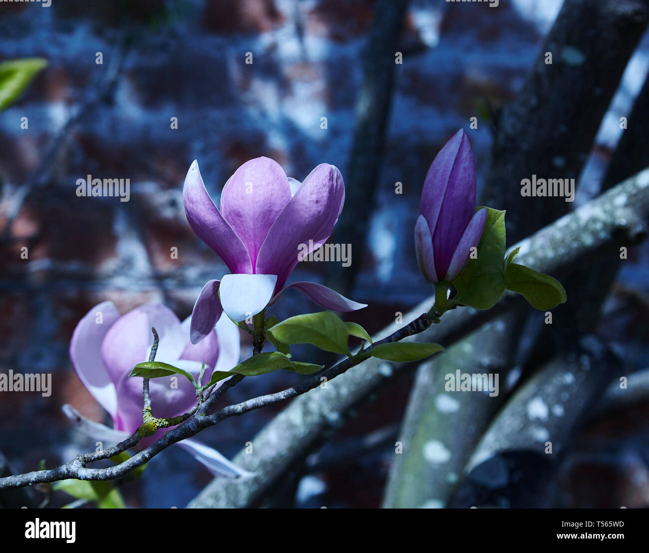 A purple Magnolia flower on a tree against a wall Stock Photo
