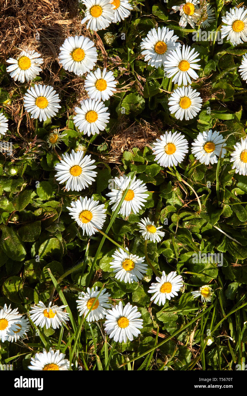 Common daisy in mown grass in spring sunshine, England Stock Photo - Alamy