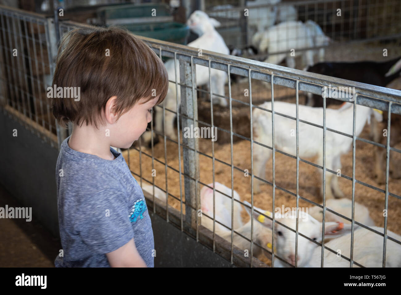 Small boy looking happily at goats in a pen on a farm Stock Photo - Alamy Small boy looking happily at goats in a pen on a farm Stock Photo - Alamy