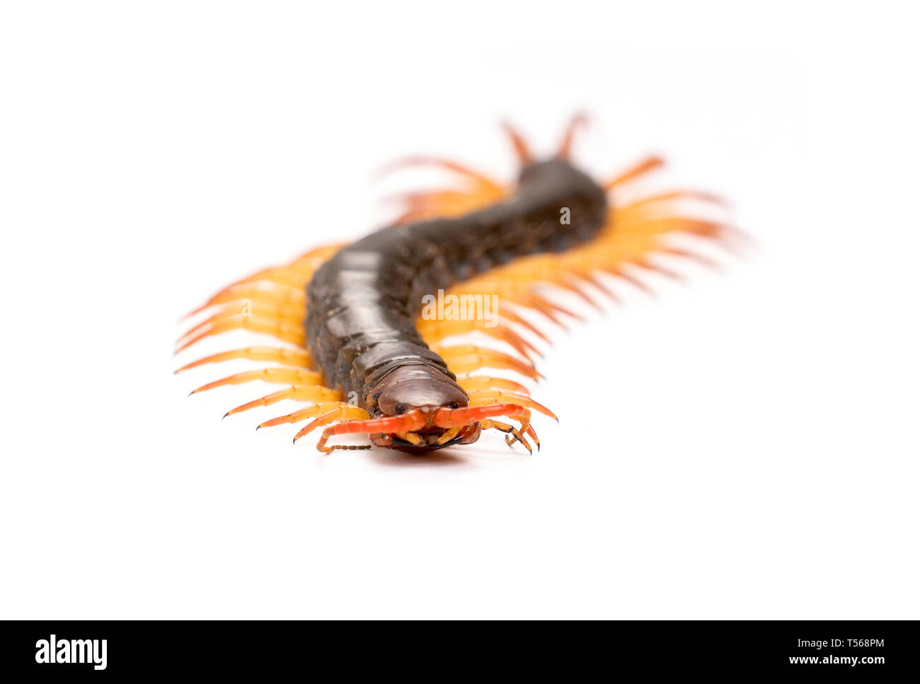 centipede or chilopoda isolated on white background Stock Photo