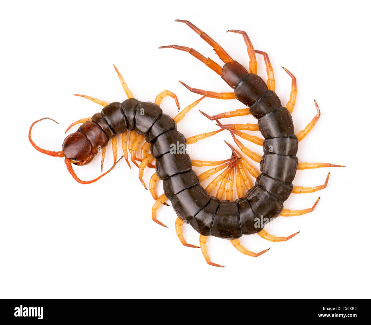 centipede or chilopoda isolated on white background Stock Photo