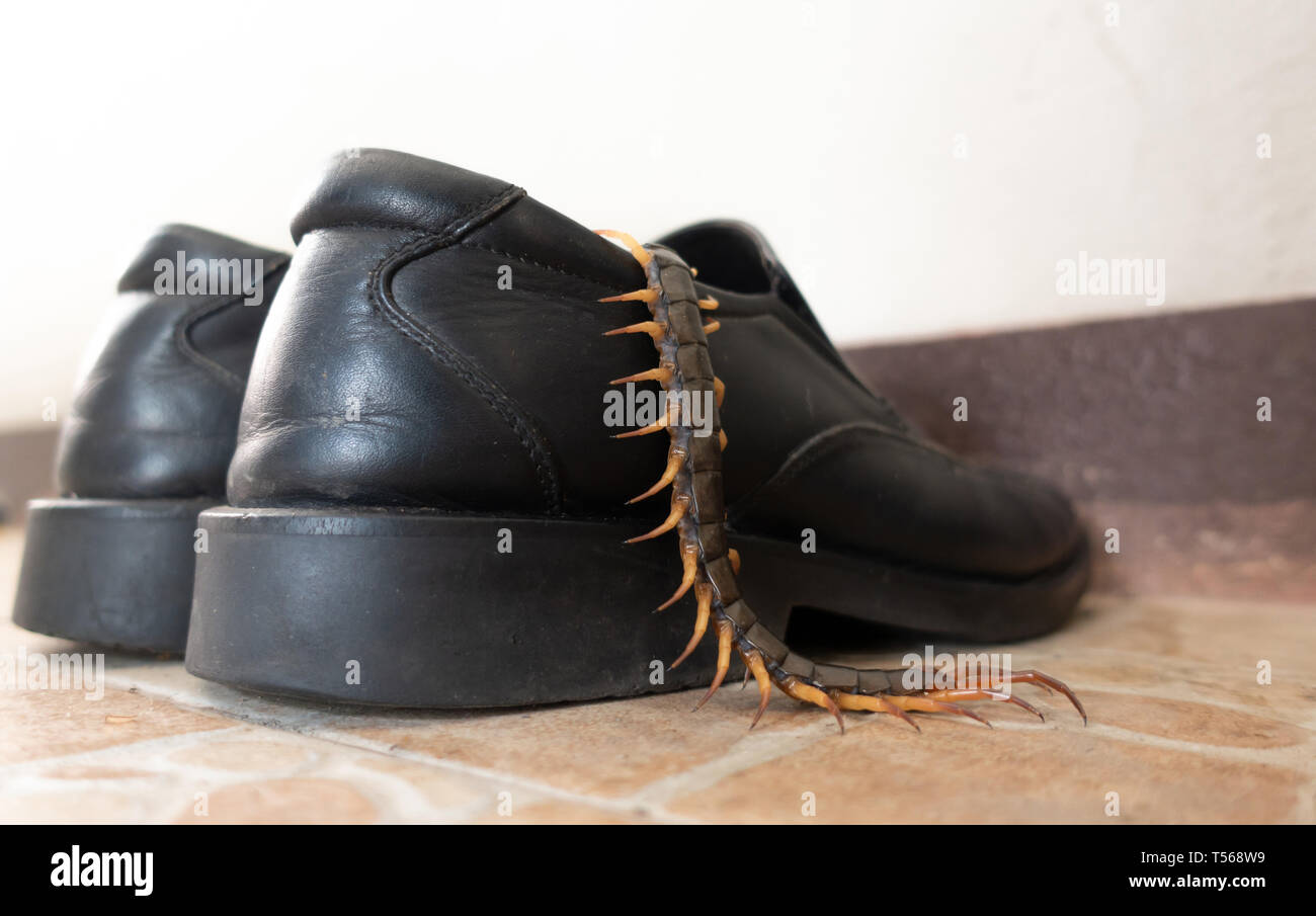 giant centipedes hiding in black ,leather shoes Stock Photo