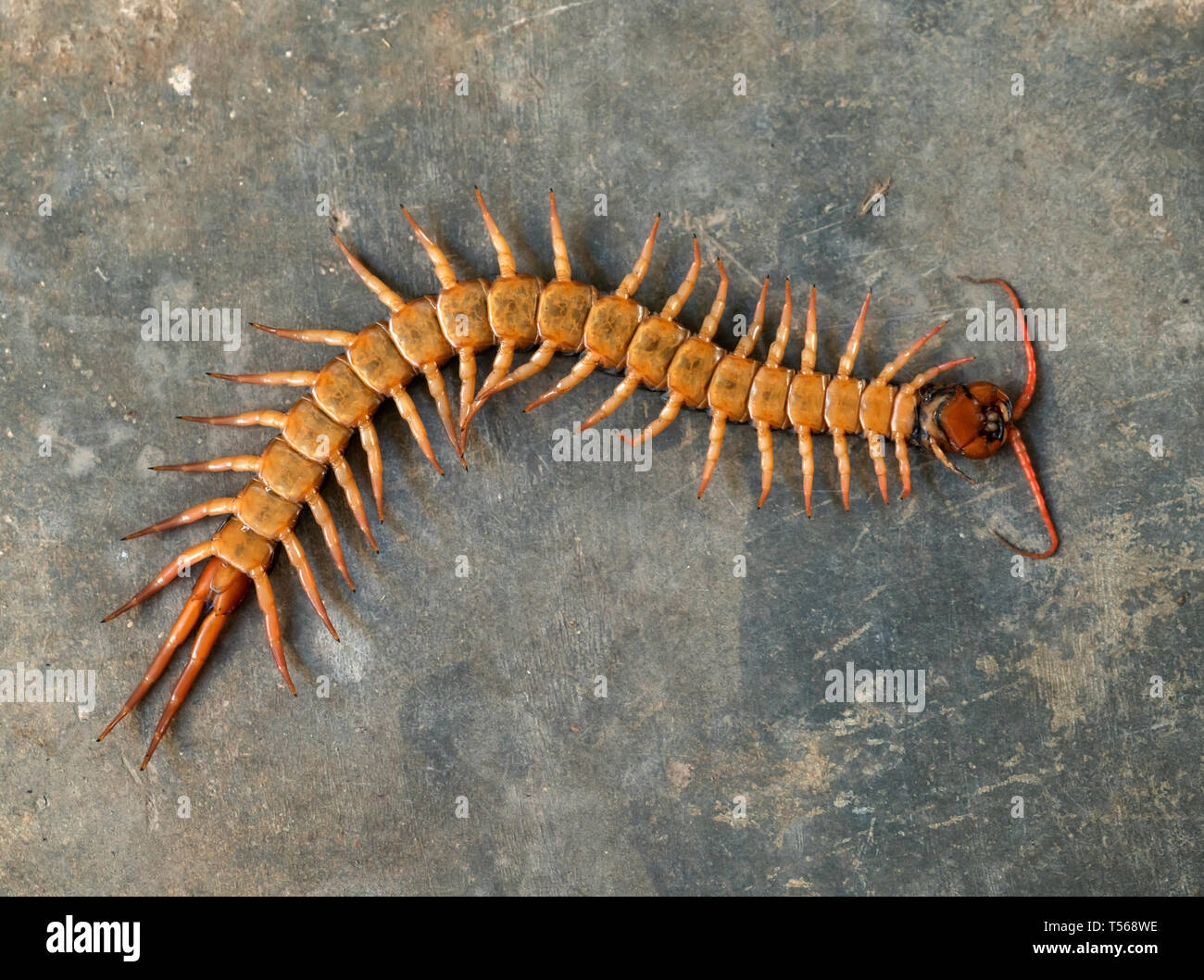 giant centipede or chilopoda on the cement floor Stock Photo Alamy