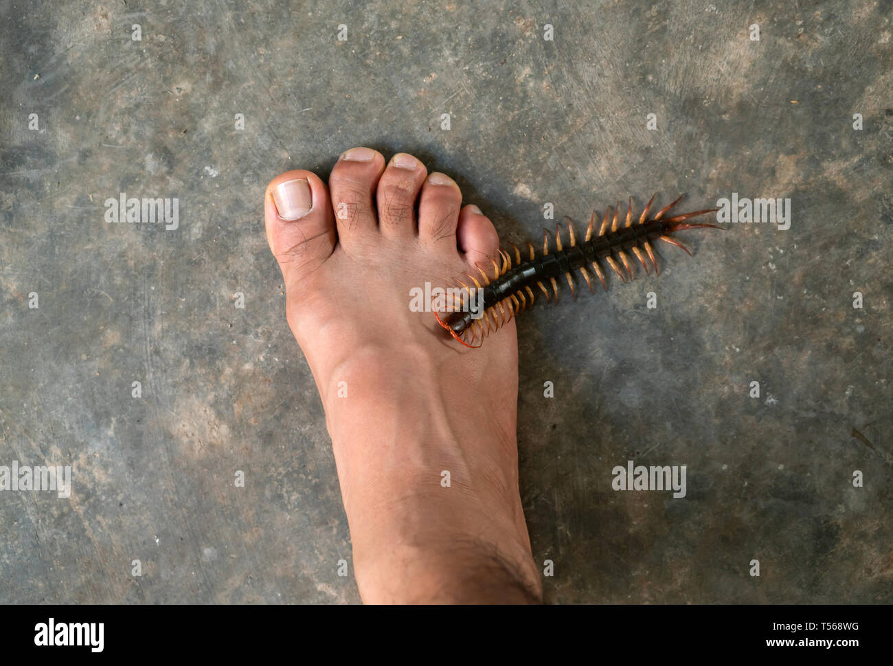 следы насекомых. тайская сколопендра. скутигера-мухоловка. сороконожка сколопендра мухоловка. сколопендра сибирская.