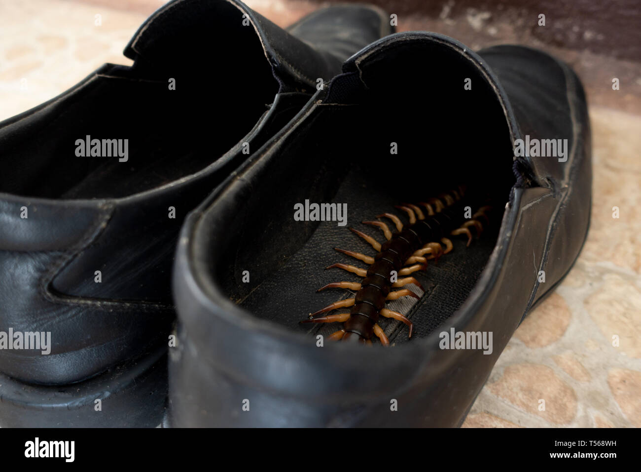 giant centipedes hiding in black ,leather shoes Stock Photo